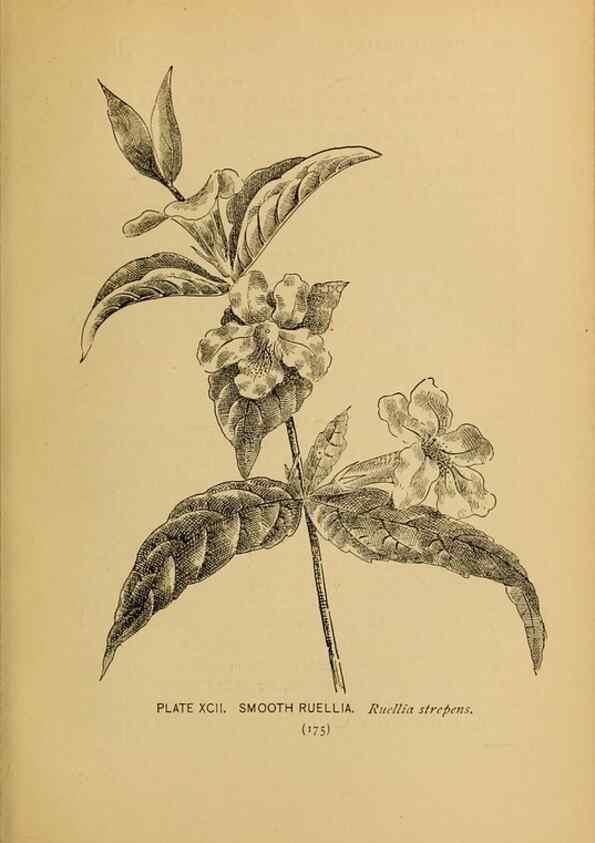 Reproducción/Reproduction 39887891363: A guide to the wild flowers.. New York,F. A. Stokes[1899]. 