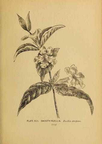 Reproducción/Reproduction 39887891363: A guide to the wild flowers.. New York,F. A. Stokes[1899]. 