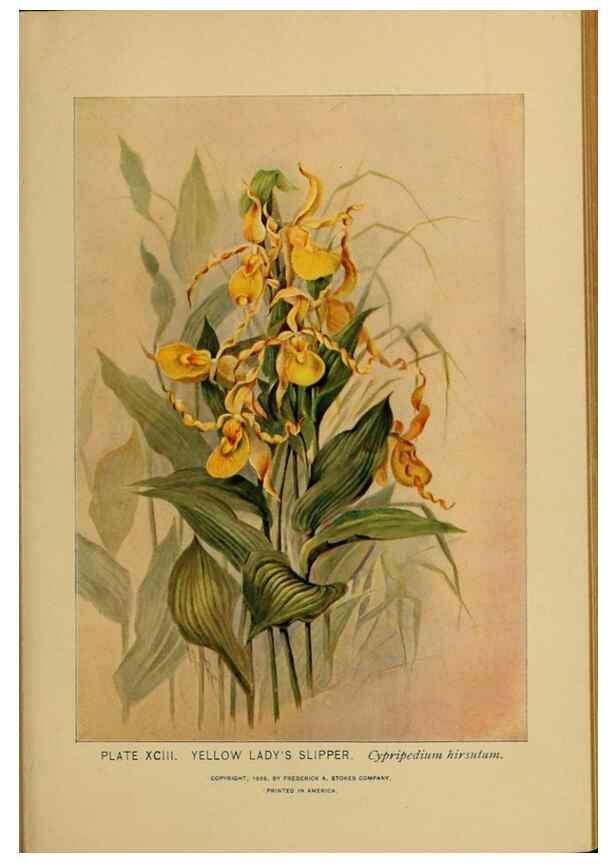 Reproducción/Reproduction 32977423688: A guide to the wild flowers.. New York,F. A. Stokes[1899]. 