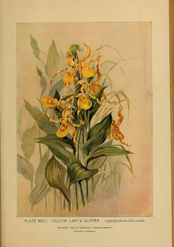 Reproducción/Reproduction 32977423688: A guide to the wild flowers.. New York,F. A. Stokes[1899]. 