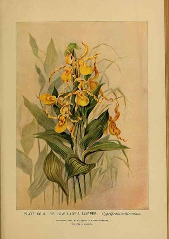 Reproducción/Reproduction 32977423688: A guide to the wild flowers.. New York,F. A. Stokes[1899]. 