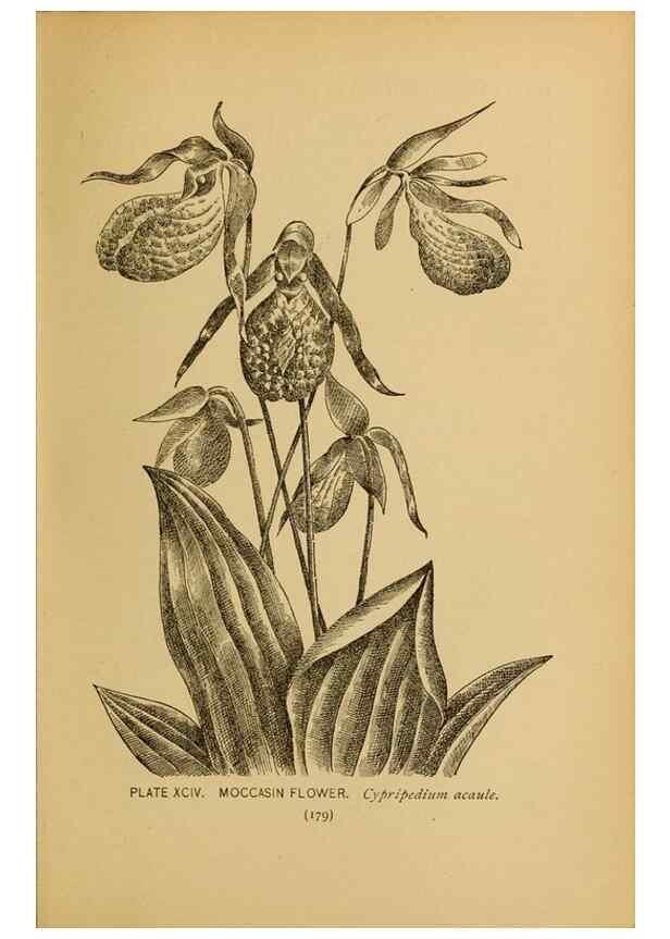 Reproducción/Reproduction 46800756412: A guide to the wild flowers.. New York,F. A. Stokes[1899]. 