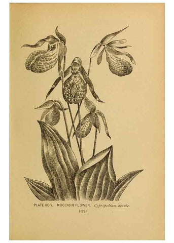 Reproducción/Reproduction 46800756412: A guide to the wild flowers.. New York,F. A. Stokes[1899]. 