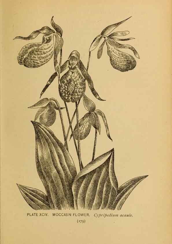 Reproducción/Reproduction 46800756412: A guide to the wild flowers.. New York,F. A. Stokes[1899]. 