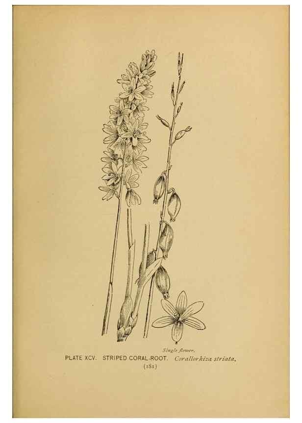 Reproducción/Reproduction 31911512327: A guide to the wild flowers.. New York,F. A. Stokes[1899]. 