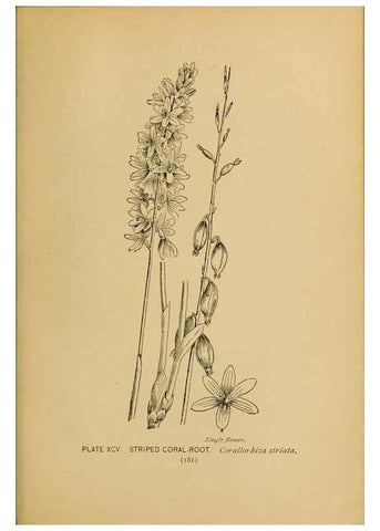 Reproducción/Reproduction 31911512327: A guide to the wild flowers.. New York,F. A. Stokes[1899]. 