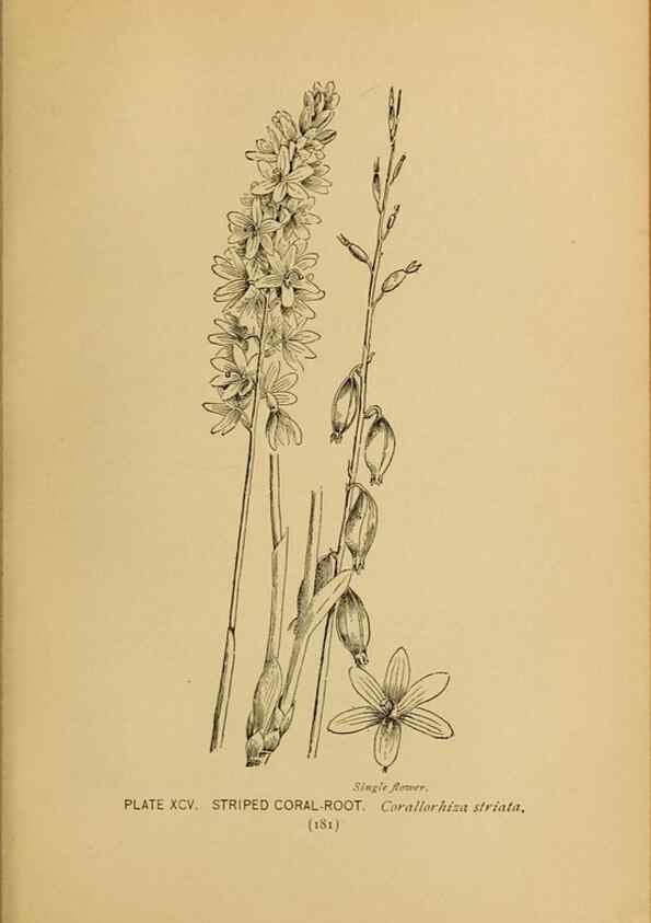 Reproducción/Reproduction 31911512327: A guide to the wild flowers.. New York,F. A. Stokes[1899]. 