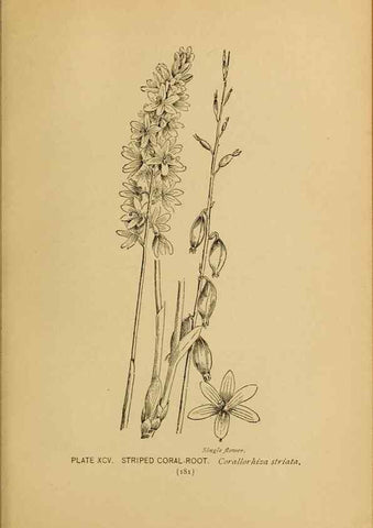 Reproducción/Reproduction 31911512327: A guide to the wild flowers.. New York,F. A. Stokes[1899]. 