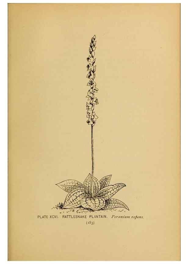 Reproducción/Reproduction 39887894753: A guide to the wild flowers.. New York,F. A. Stokes[1899]. 