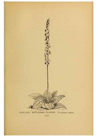 Reproducción/Reproduction 39887894753: A guide to the wild flowers.. New York,F. A. Stokes[1899]. 