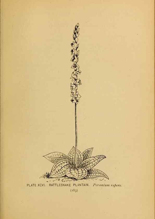 Reproducción/Reproduction 39887894753: A guide to the wild flowers.. New York,F. A. Stokes[1899]. 