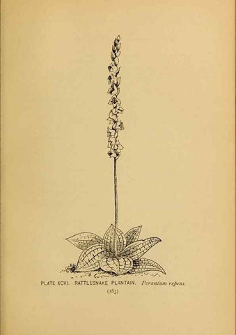 Reproducción/Reproduction 39887894753: A guide to the wild flowers.. New York,F. A. Stokes[1899]. 