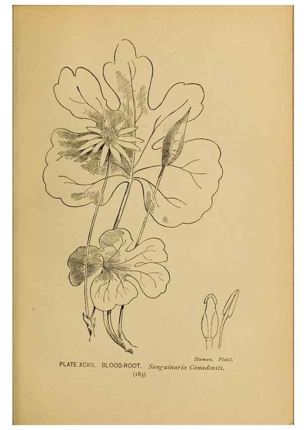 Reproducción/Reproduction 46852796921: A guide to the wild flowers.. New York,F. A. Stokes[1899]. 