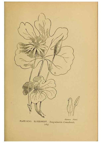 Reproducción/Reproduction 46852796921: A guide to the wild flowers.. New York,F. A. Stokes[1899]. 