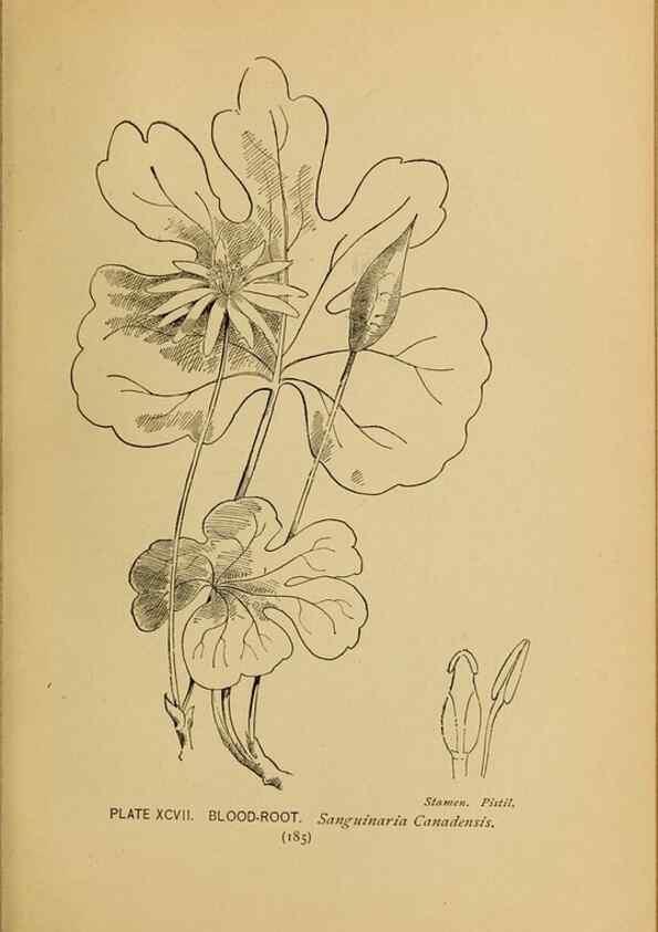 Reproducción/Reproduction 46852796921: A guide to the wild flowers.. New York,F. A. Stokes[1899]. 
