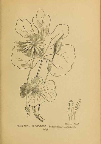 Reproducción/Reproduction 46852796921: A guide to the wild flowers.. New York,F. A. Stokes[1899]. 