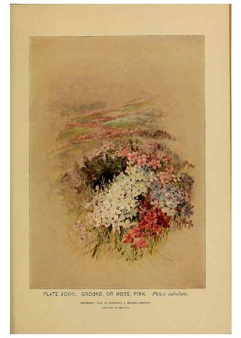 Reproducción/Reproduction 45938189745: A guide to the wild flowers.. New York,F. A. Stokes[1899]. 