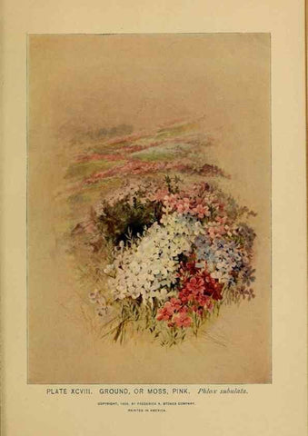 Reproducción/Reproduction 45938189745: A guide to the wild flowers.. New York,F. A. Stokes[1899]. 