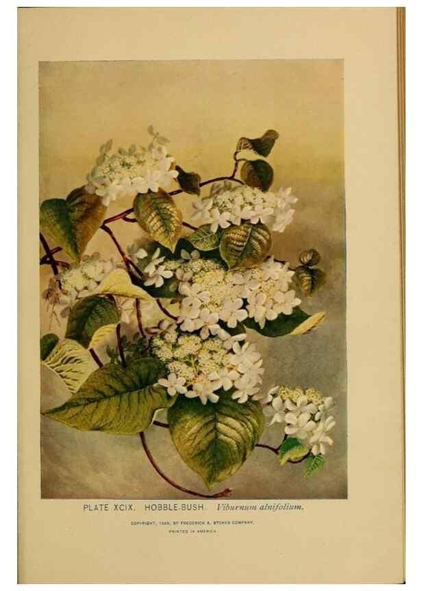 Reproducción/Reproduction 46852798501: A guide to the wild flowers.. New York,F. A. Stokes[1899]. 