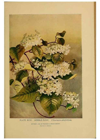 Reproducción/Reproduction 46852798501: A guide to the wild flowers.. New York,F. A. Stokes[1899]. 