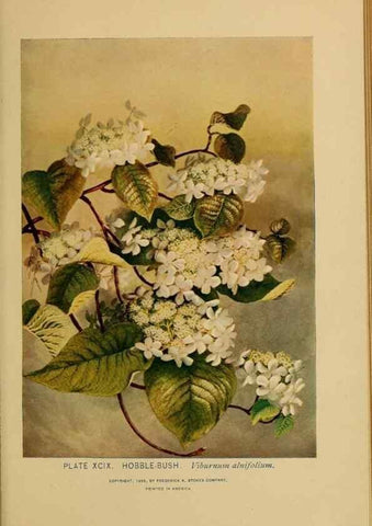 Reproducción/Reproduction 46852798501: A guide to the wild flowers.. New York,F. A. Stokes[1899]. 