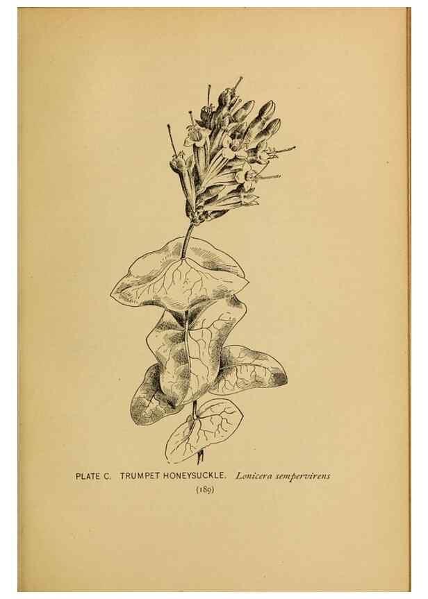 Reproducción/Reproduction 32977427868: A guide to the wild flowers.. New York,F. A. Stokes[1899]. 