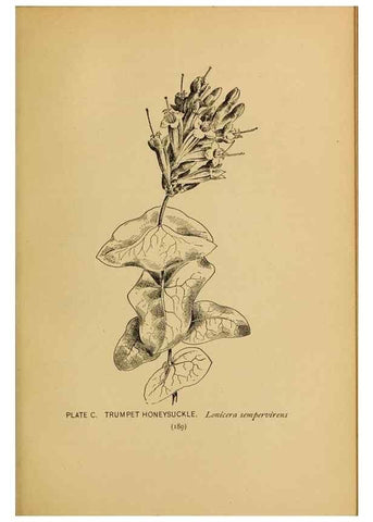 Reproducción/Reproduction 32977427868: A guide to the wild flowers.. New York,F. A. Stokes[1899]. 