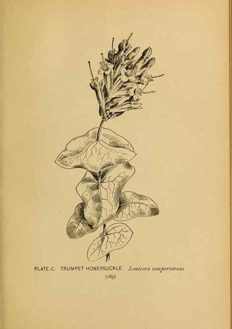 Reproducción/Reproduction 32977427868: A guide to the wild flowers.. New York,F. A. Stokes[1899]. 