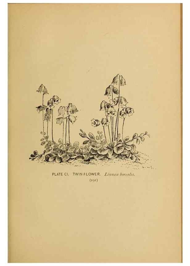 Reproducción/Reproduction 31911518437: A guide to the wild flowers.. New York,F. A. Stokes[1899]. 