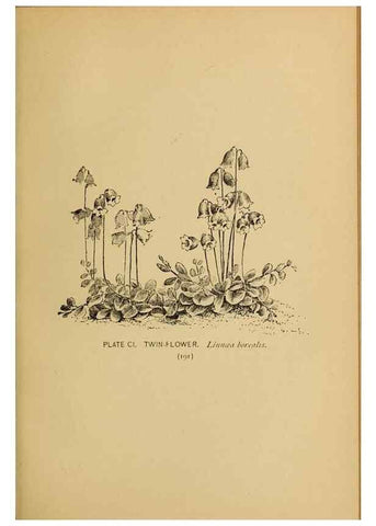 Reproducción/Reproduction 31911518437: A guide to the wild flowers.. New York,F. A. Stokes[1899]. 