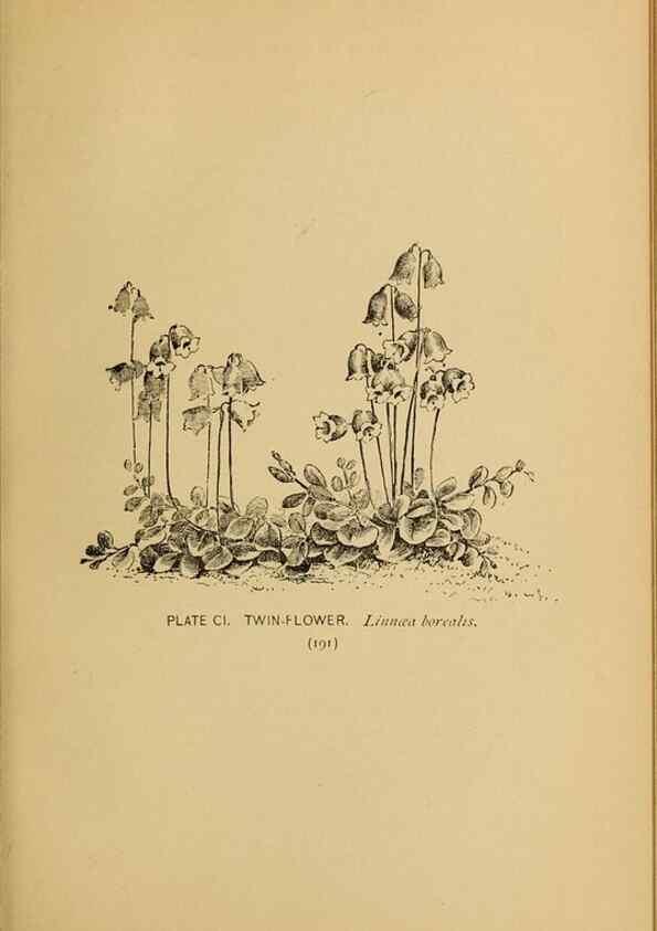 Reproducción/Reproduction 31911518437: A guide to the wild flowers.. New York,F. A. Stokes[1899]. 