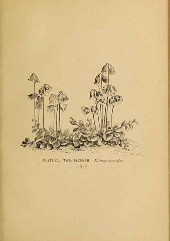 Reproducción/Reproduction 31911518437: A guide to the wild flowers.. New York,F. A. Stokes[1899]. 