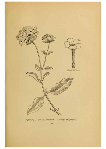Reproducción/Reproduction 32977428928: A guide to the wild flowers.. New York,F. A. Stokes[1899]. 