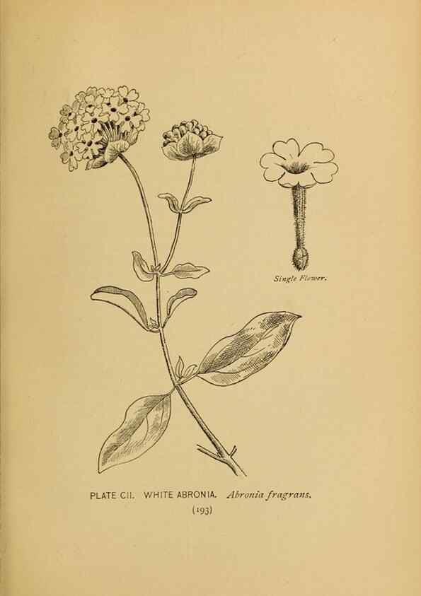Reproducción/Reproduction 32977428928: A guide to the wild flowers.. New York,F. A. Stokes[1899]. 