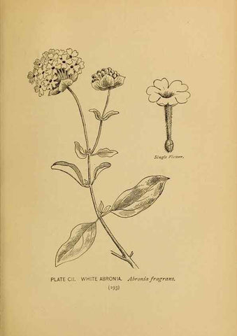 Reproducción/Reproduction 32977428928: A guide to the wild flowers.. New York,F. A. Stokes[1899]. 