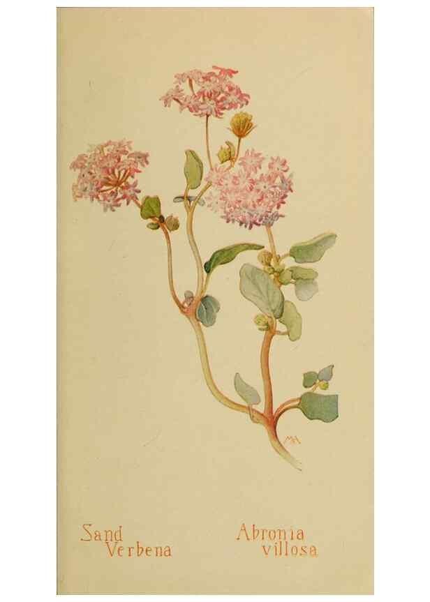 Reproducción/Reproduction 46800751822: Field book of western wild flowers /. New York :Putnam,1915.. 