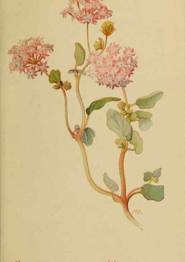 Reproducción/Reproduction 46800751822: Field book of western wild flowers /. New York :Putnam,1915.. 