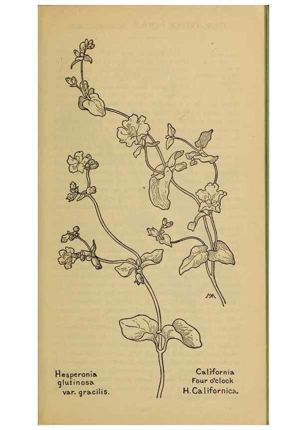Reproducción/Reproduction 46127739464: Field book of western wild flowers /. New York :Putnam,1915.. 