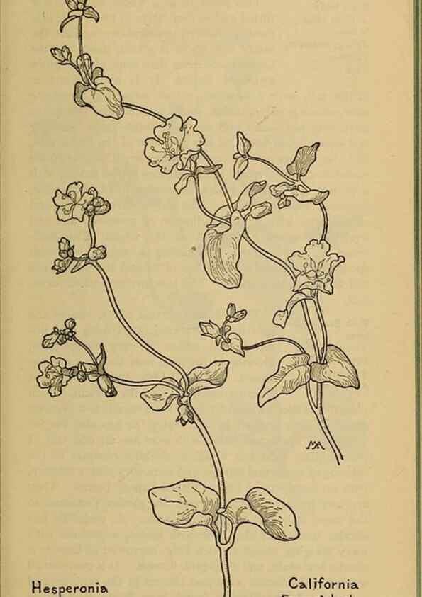 Reproducción/Reproduction 46127739464: Field book of western wild flowers /. New York :Putnam,1915.. 