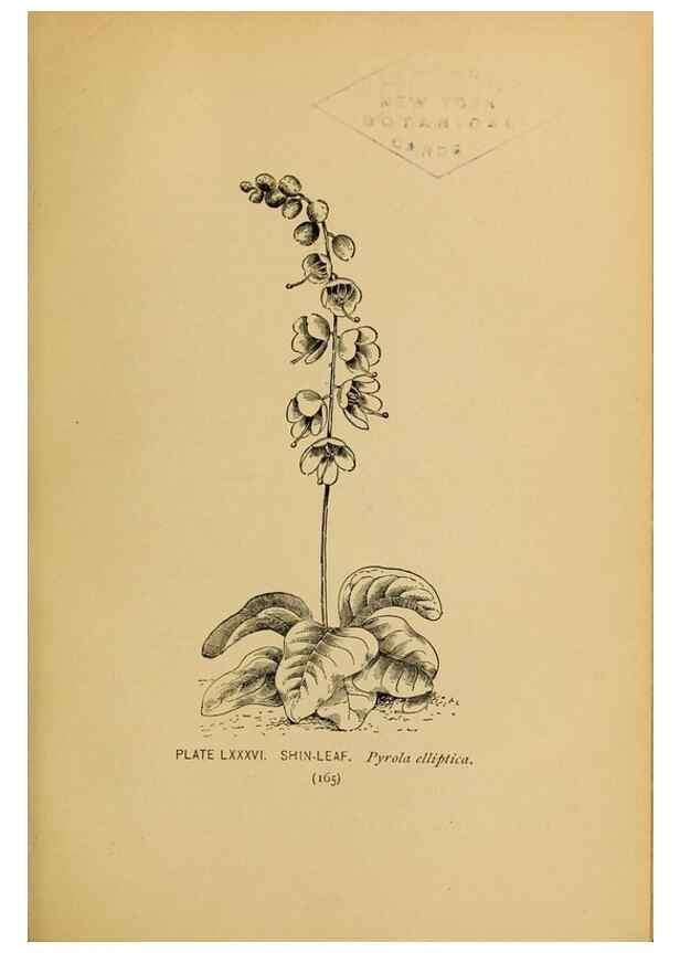 Reproducción/Reproduction 45938183775: A guide to the wild flowers.. New York,F. A. Stokes[1899]. 