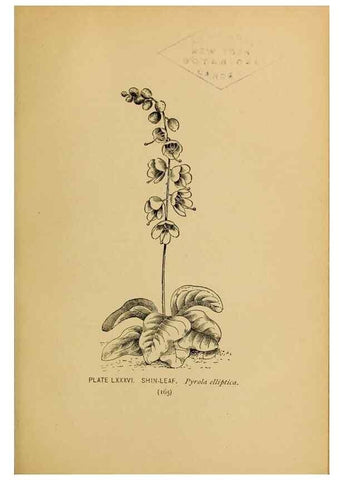 Reproducción/Reproduction 45938183775: A guide to the wild flowers.. New York,F. A. Stokes[1899]. 