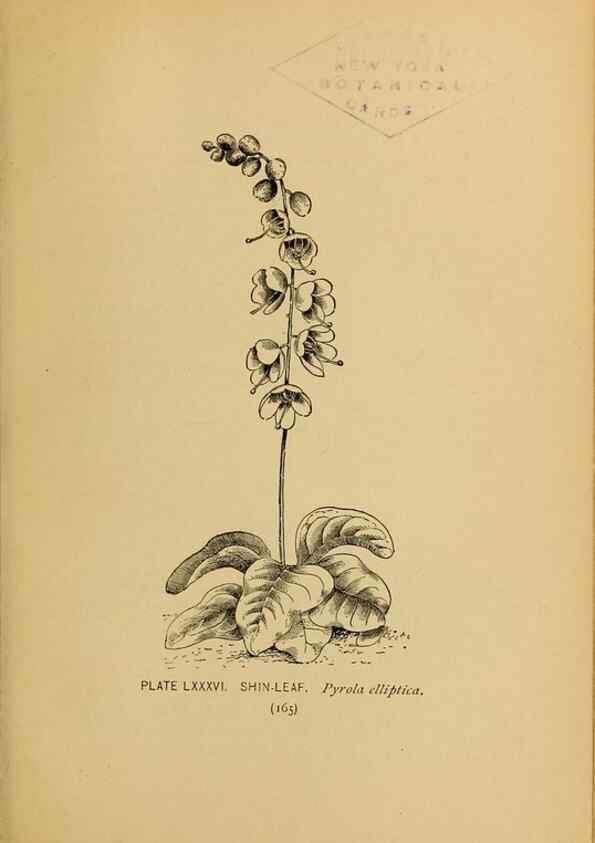 Reproducción/Reproduction 45938183775: A guide to the wild flowers.. New York,F. A. Stokes[1899]. 