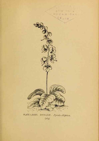 Reproducción/Reproduction 45938183775: A guide to the wild flowers.. New York,F. A. Stokes[1899]. 