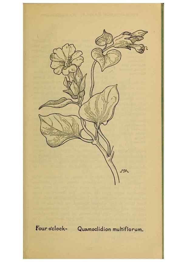 Reproducción/Reproduction 39887883223: Field book of western wild flowers /. New York :Putnam,1915.. 