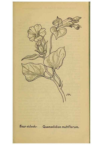 Reproducción/Reproduction 39887883223: Field book of western wild flowers /. New York :Putnam,1915.. 