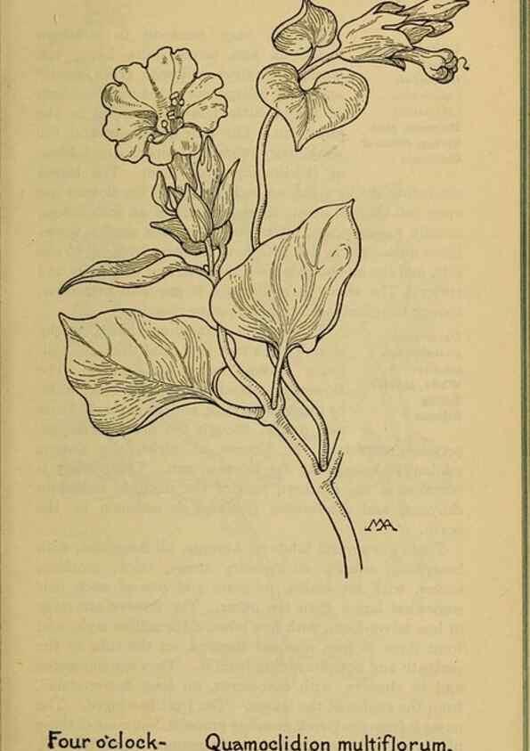 Reproducción/Reproduction 39887883223: Field book of western wild flowers /. New York :Putnam,1915.. 