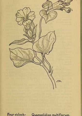 Reproducción/Reproduction 39887883223: Field book of western wild flowers /. New York :Putnam,1915.. 