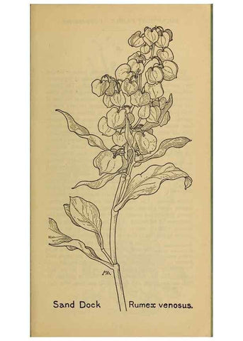 Reproducción/Reproduction 31911500477: Field book of western wild flowers /. New York :Putnam,1915.. 