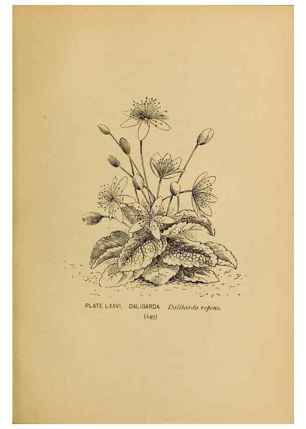 Reproducción/Reproduction 46852782551: A guide to the wild flowers.. New York,F. A. Stokes[1899]. 