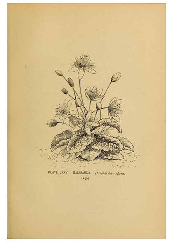Reproducción/Reproduction 46852782551: A guide to the wild flowers.. New York,F. A. Stokes[1899]. 